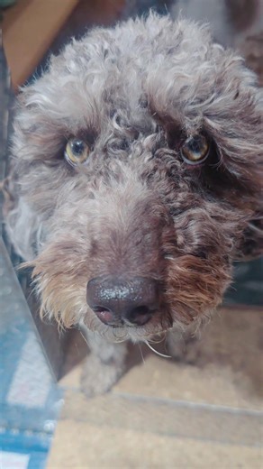 #dogssupportingdogs #dogtok #dsd #fyp