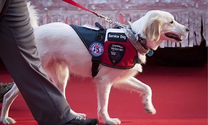 Service Dogs: How Much They Cost, Full Budget, and More