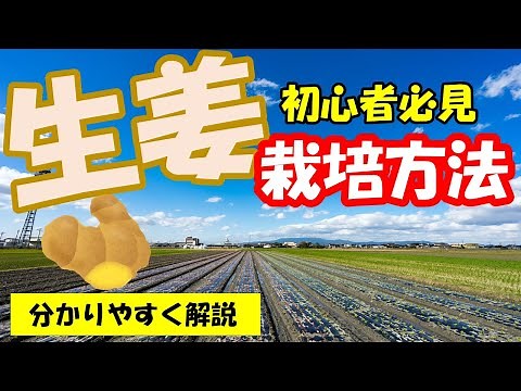 【ショウガ栽培方法】植え付けから保存方法など分かりやすく解説！家庭菜園にオススメ！産直に出荷される方にも必見です【0から農業塾】