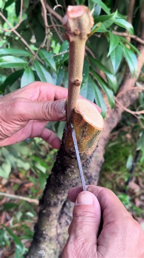 嫁接嫁接教程#嫁接技术#