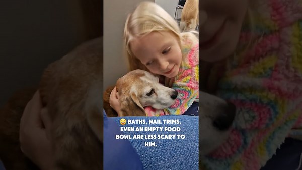 Vet Visit Reveals Why My Beagle’s No Support Dog