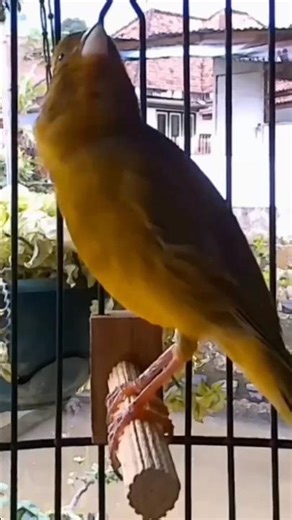 Beautiful Canary Singing #naturesounds #shorts