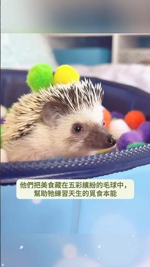 這對夫妻救了困在罐子裡的無助刺蝟，然後…