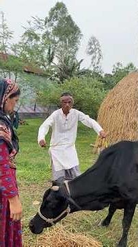 Cattle trader measuring a cow with a tape measure for Eid. #funny