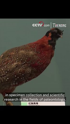 The inauguration ceremony of the National Natural History Museum of China was held in Beijing on Monday, heralding a new stage in the development of China's nature museums. #Trending For more: https://english.cctv.com/ | CCTV