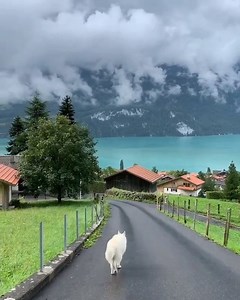 30K views · 963 reactions | 好想去一趟Switzerland✈️ | Travelog.com - 旅书 | Facebook