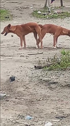 dogs mating