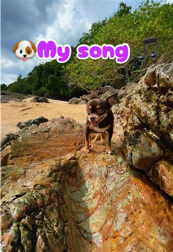 Funny Dog Song That Will Make You Smile