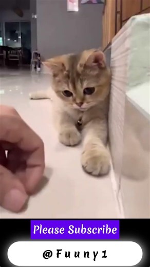 😻🐱 Cute & Funny Cat Clip 😂 #Shorts #Cats