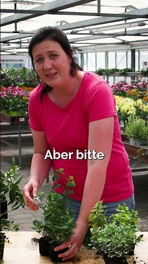 EASY-CARE GROUND COVER - Planting Tips