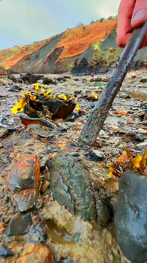Jurassic Fossil saved from Mud 😳 #fossiloriginal #fossils #fossilsecond #geology #fossiladdict #fossilseken #fossilgaban #ammonite #fossilcollector #fossilmurah #fossilhunting #fossilslingbag #fossilpreloved #fossilwallet #prelovedbranded #fossilindonesia #jurassic #prelovedfossil #fossilbag #fossilhunter #fossilshopper | Susan Nuttall