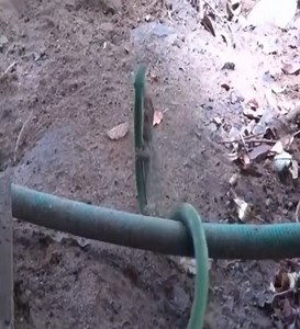 684K views · 1.1K reactions | งูต่อสู้กับตุ๊กแก ... การต่อสู้ที่ดุเดือดที่สุด | บ.อินเตอร์ อินโนเวชั่น จำกัด Inter Innovation | Facebook