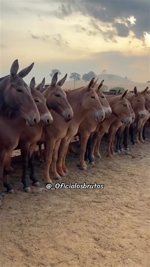 ✅ Aooow tropa chique moçada aqui quer é vida 😍😮‍💨!! #mulas #pecuaria #modao #fazenda #sertanejo