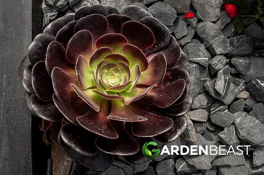 Aeonium Arboreum Guide: How to Grow & Care for “Tree Houseleek”