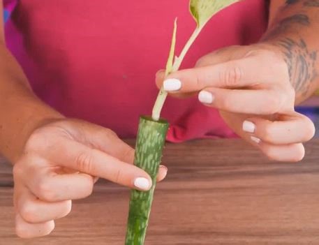 26M views · 276K reactions | Smart gardening hacks for every grower! | 5-Minute Crafts | Facebook