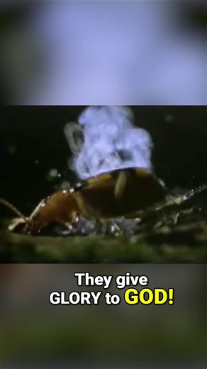 3.4K views · 145 reactions | The bombardier beetle is one of God’s most astounding designs. It creates controlled chemical explosions for defense; something engineers study and imitate for modern technology. If we recognize design in human invention, how can we not see it in God’s creation? An engineered beetle requires an Engineer. “All things were created by Him, and for Him—visible and invisible.” — Colossians 1:16  CreationToday.org/437 | Eric Hovind | Facebook