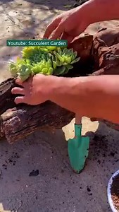 Beautiful ideas for your succulent garden 🪴 | Succulents