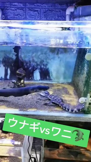 電気ウナギとワニの関係性について