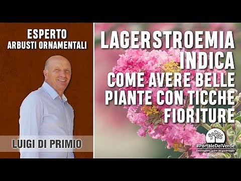 Lagerstroemia indica: consigli per avere delle belle piante e ricche fioriture