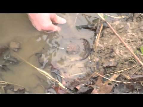 muskrat trapping in a creek