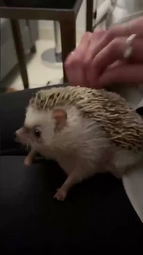Hedgehog Enjoys Back Scratch || ViralHog
