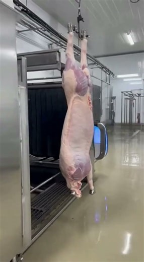 You Won’t Believe This Beef Production Process/Amazing