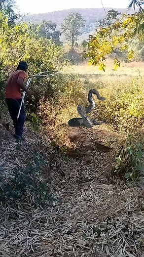 1.6M views · 3.5K reactions | Catching snake #reels #virals #reel #snake | Srikanta Dehury | Facebook