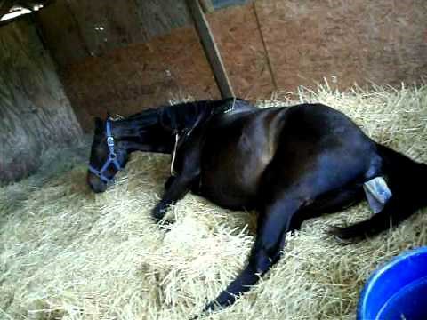 Live Horse Birth (Part 3)