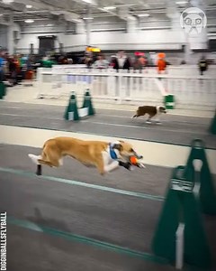 Dog agility tests are extremely intense Partner: digginballsflyball TT: https://www.tiktok.com/@digginballsflyball | Awesome