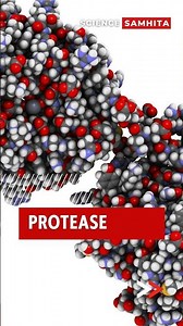 Protease 101: Understanding the Digestive Superhero #enzymes
