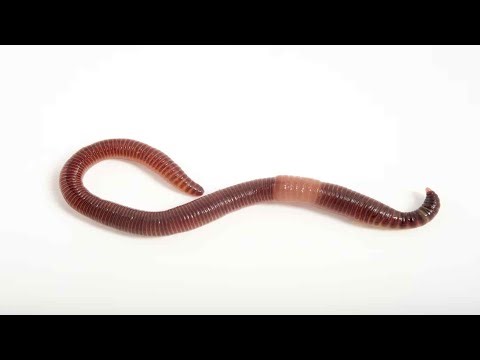 Playing Wurm Online until I turn into WORM