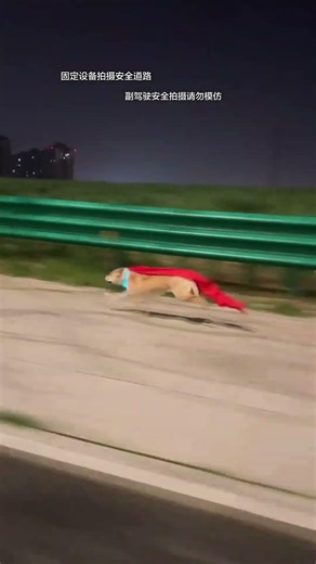 Meet the Unstoppable Local Beauty: The Chinese Village Dog