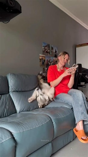 Husky Loses Balance and Rolls Off the Couch