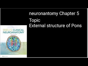 Pons external features easiest explanation|External structure of pons#neuroanatomy#medical lectures