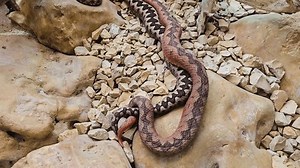 close up of pit viper snakes mating and crawling around the tails