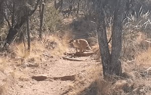 Hikers Capture Wild Footage Of Mountain Lion Pouncing On A Deer At Big Bend National Park