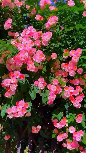 A Paradise of Rose | Most Beautiful Garden in Nature