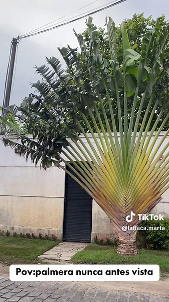 Descubre la Palmera Nunca Antes Vista en Búzios