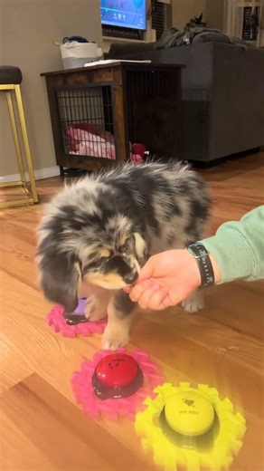 @calypso.the.golde: Learning how to use speech buttons!! #dog #doglover