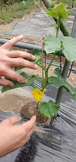 キュウリの育て方と家庭菜園の魅力
