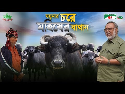 যমুনার চরে মহিষের বাথান | Shykh Seraj | Channel i |
