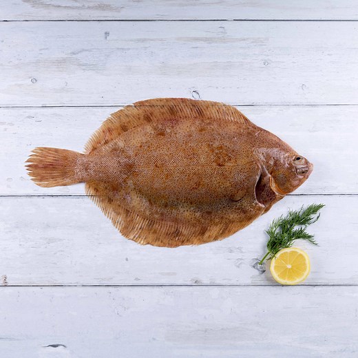 Lemon Sole Online | Free Next Day Delivery | The Cornish Fishmonger