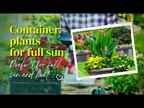 Container plants for full sun 🌼 These Stunning Container Plants Can Take the Heat! ✅