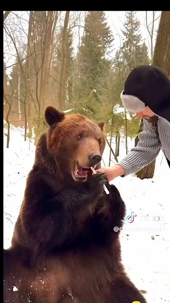 I'm not sure what he is saying, but here's a bear with a lollipop!🐻😁 🔹️ #bearsoftiktok #bear #grizzlybear #grizzly #animals #lollipop #nature #wildlife #spreadlove #wholesome