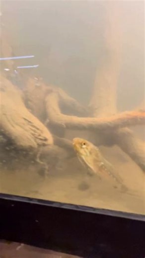 It’s almost time to meet the fishes in our Wetlab aquarium! Our River...