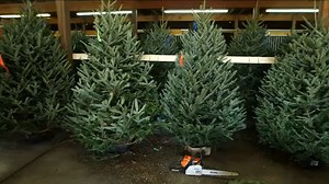 Christmas trees could cost you up to 20% more this year amid inflation