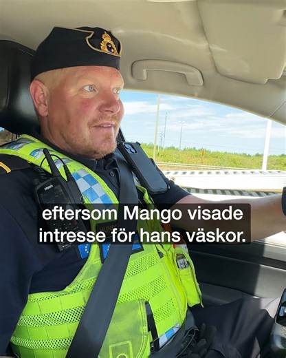 Häng med när hundföraren Martin och hans sökhund Mango visar hur en arbetsdag kan se ut i fordonsflödet 👆👮🐶 Det är inte varje arbetspass som vi hittar något som inte får komma in i Sverige – men vi är alltid redo att kontrollera så att bara godkända varor passerar gränsen! | Tullverket