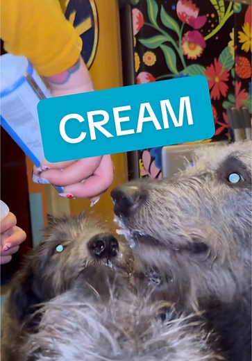 Irish Wolfhound Puppies: Adorable Big Dog Moments