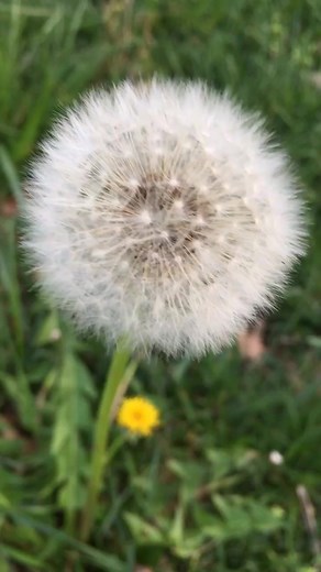 #life of a #dandelion #zindagi #makeawish