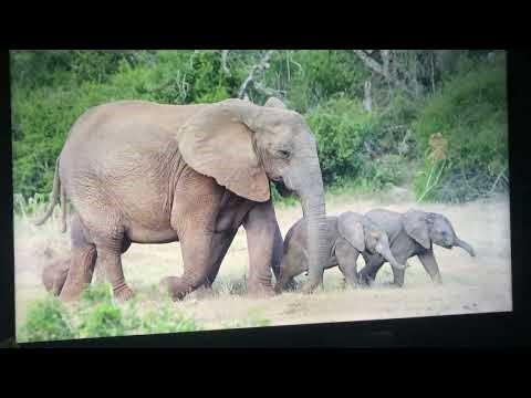 Baby Elephants Roku Screensaver